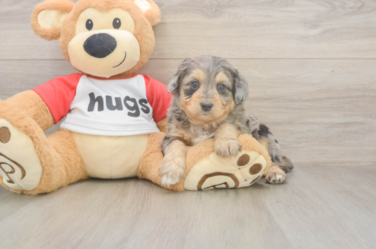 5 week old Mini Aussiedoodle Puppy For Sale - Seaside Pups Mini Aussiedoodle Puppy for Adoption