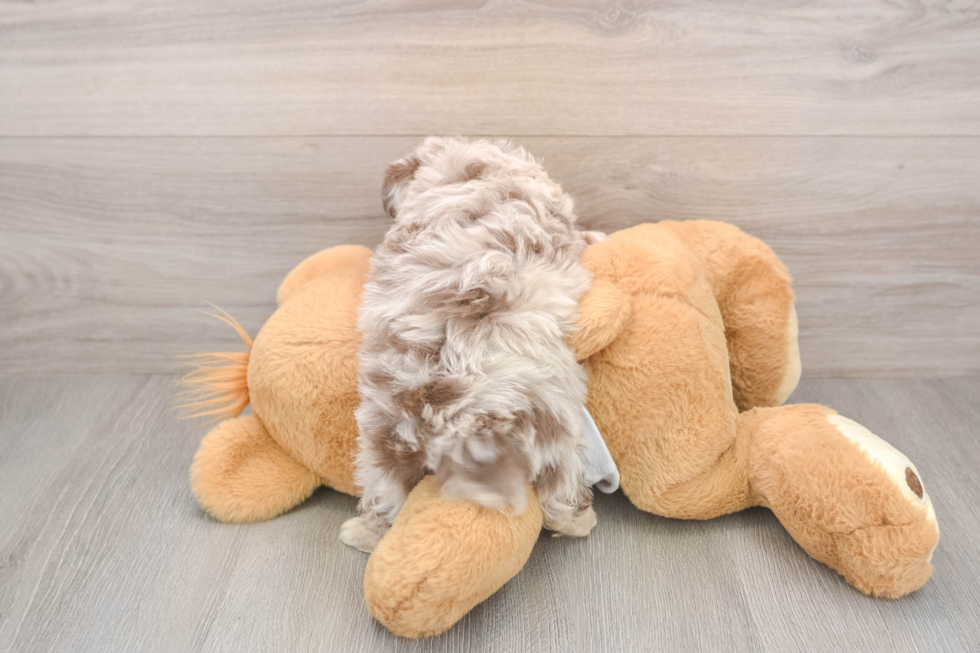 Playful Mini Aussiepoodle Poodle Mix Puppy
