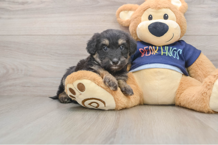 Best Mini Aussiedoodle Baby