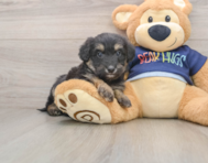 6 week old Mini Aussiedoodle Puppy For Sale - Seaside Pups