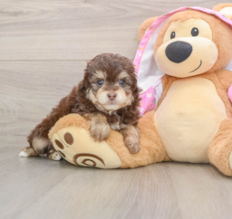 6 week old Mini Aussiedoodle Puppy For Sale - Seaside Pups