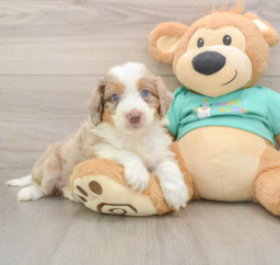 6 week old Mini Aussiedoodle Puppy For Sale - Seaside Pups