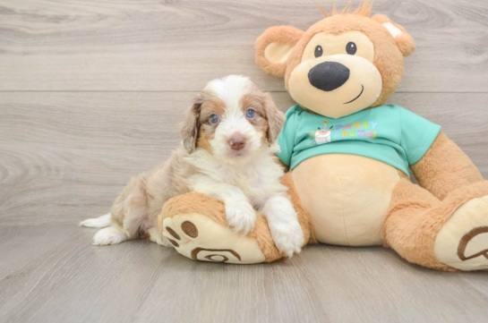 Small Mini Aussiedoodle Baby