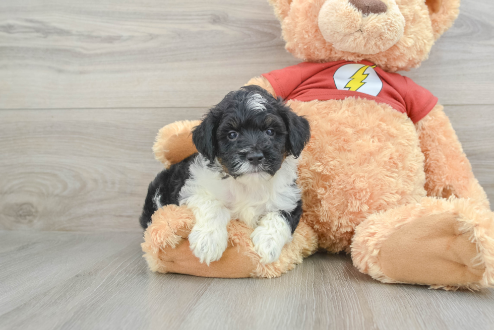 Mini Aussiedoodle Pup Being Cute