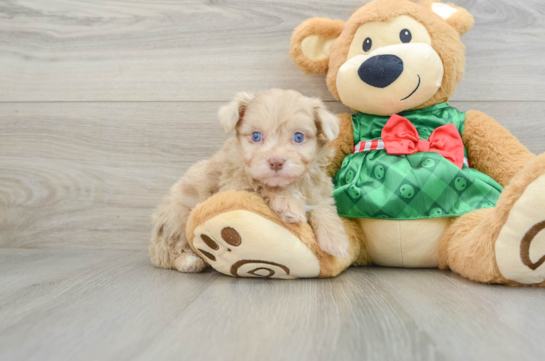 Playful Mini Aussiepoodle Poodle Mix Puppy