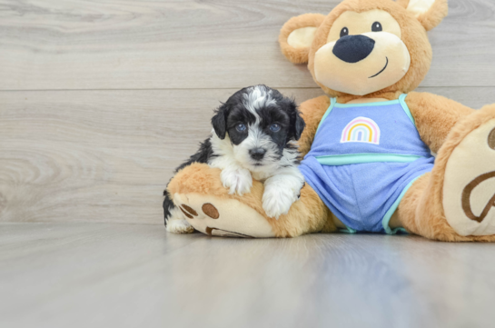 Mini Aussiedoodle Pup Being Cute