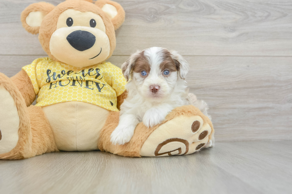 6 week old Mini Aussiedoodle Puppy For Sale - Seaside Pups