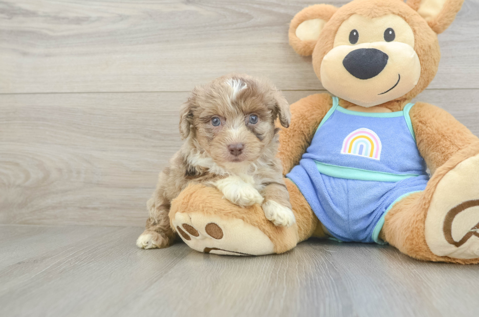 5 week old Mini Aussiedoodle Puppy For Sale - Seaside Pups