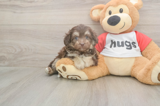 5 week old Mini Aussiedoodle Puppy For Sale - Seaside Pups Best Mini Aussiedoodle Baby