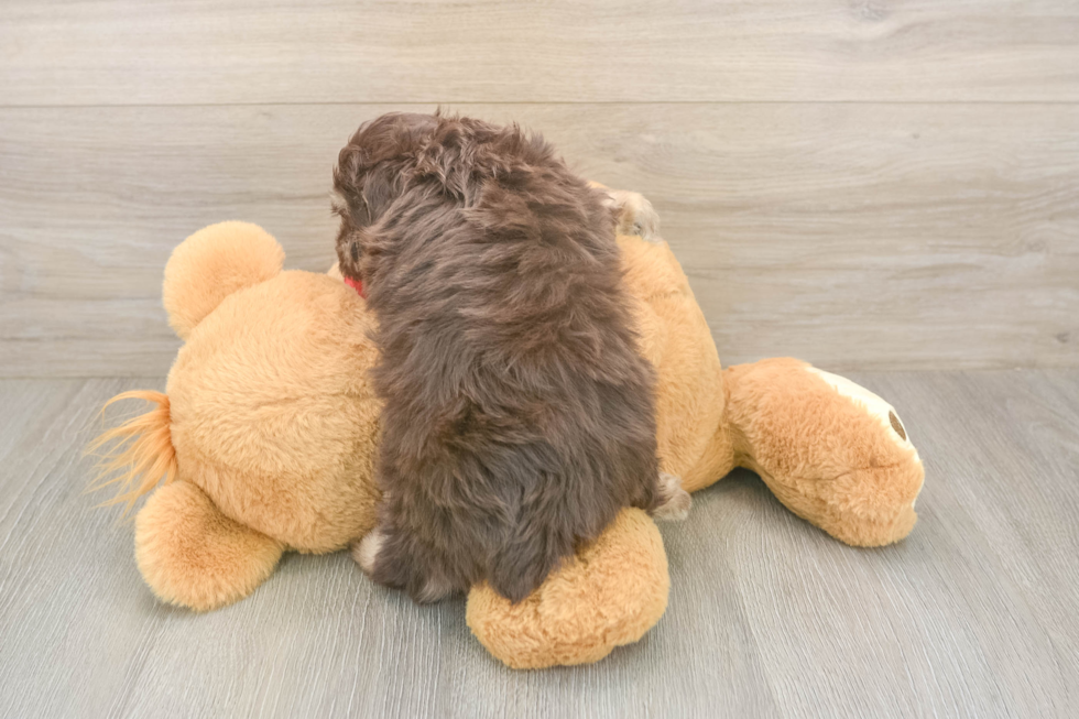 Mini Aussiedoodle Pup Being Cute
