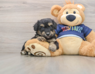 8 week old Mini Aussiedoodle Puppy For Sale - Seaside Pups