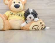 8 week old Mini Aussiedoodle Puppy For Sale - Seaside Pups