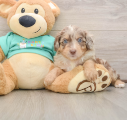 6 week old Mini Aussiedoodle Puppy For Sale - Seaside Pups