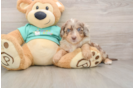 Mini Aussiedoodle Pup Being Cute