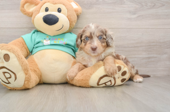 Mini Aussiedoodle Pup Being Cute