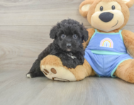 7 week old Mini Aussiedoodle Puppy For Sale - Seaside Pups