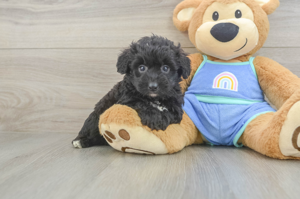 5 week old Mini Aussiedoodle Puppy For Sale - Seaside Pups