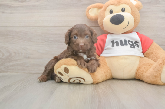 5 week old Mini Aussiedoodle Puppy For Sale - Seaside Pups Popular Mini Aussiedoodle Poodle Mix Pup