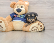 8 week old Mini Aussiedoodle Puppy For Sale - Seaside Pups