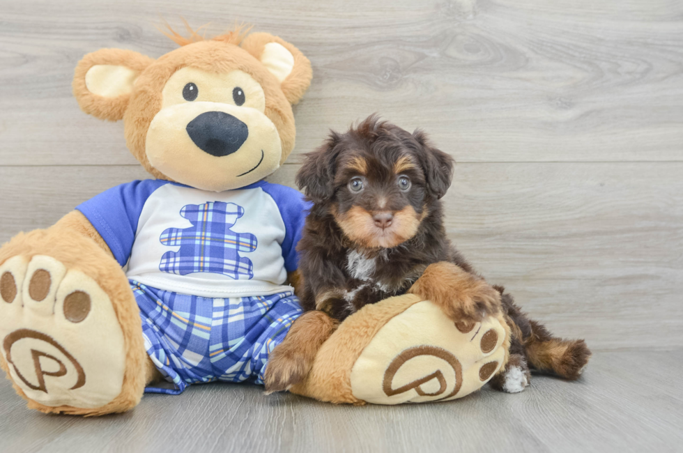 5 week old Mini Aussiedoodle Puppy For Sale - Seaside Pups