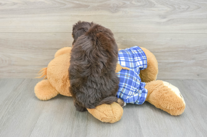 Meet Heartstring - our Mini Aussiedoodle Puppy Photo 2/4 - Seaside Pups