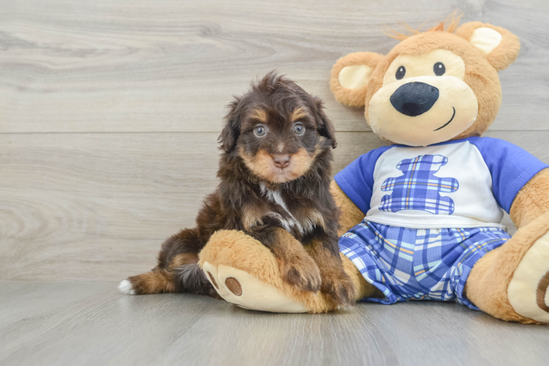 Meet Heartstring - our Mini Aussiedoodle Puppy Photo 3/4 - Seaside Pups