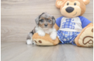 Mini Aussiedoodle Puppy for Adoption