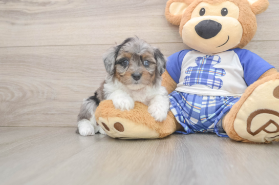 Mini Aussiedoodle Puppy for Adoption