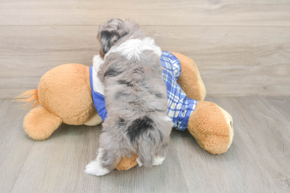 Fluffy Mini Aussiedoodle Poodle Mix Pup
