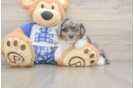 Popular Mini Aussiedoodle Poodle Mix Pup