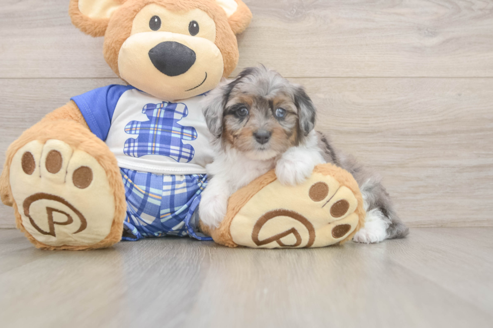 Popular Mini Aussiedoodle Poodle Mix Pup