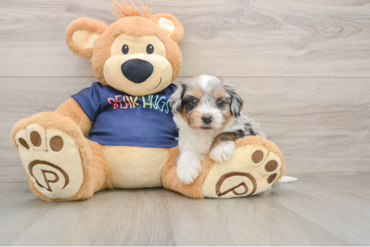 Mini Aussiedoodle Pup Being Cute