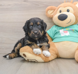 6 week old Mini Aussiedoodle Puppy For Sale - Seaside Pups
