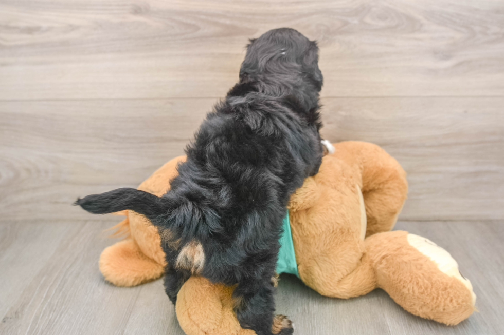 Mini Aussiedoodle Puppy for Adoption
