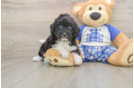 Adorable Aussiepoo Poodle Mix Puppy