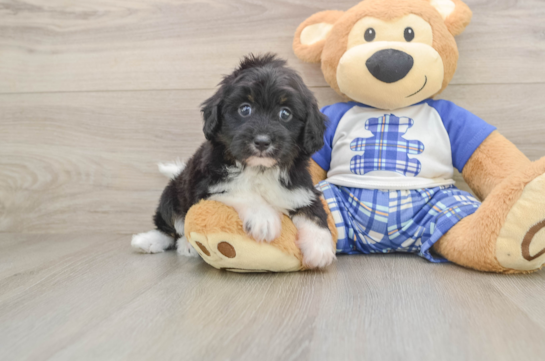 Adorable Aussiepoo Poodle Mix Puppy