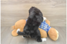 Best Mini Aussiedoodle Baby