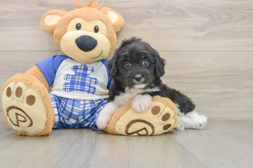 Playful Aussiepoo Poodle Mix Puppy