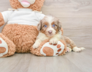8 week old Mini Aussiedoodle Puppy For Sale - Seaside Pups