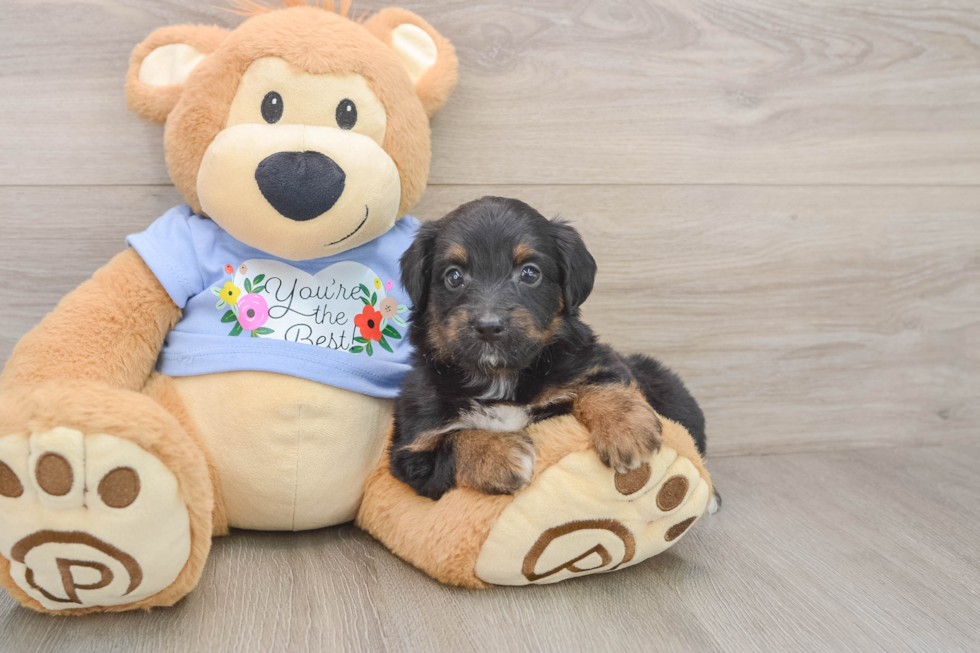 Funny Mini Aussiedoodle Poodle Mix Pup