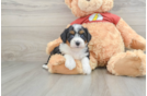 Fluffy Mini Aussiedoodle Poodle Mix Pup