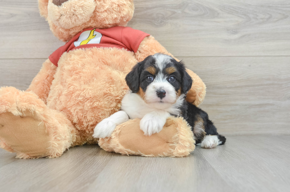 5 week old Mini Aussiedoodle Puppy For Sale - Seaside Pups