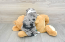 Playful Mini Aussiepoodle Poodle Mix Puppy