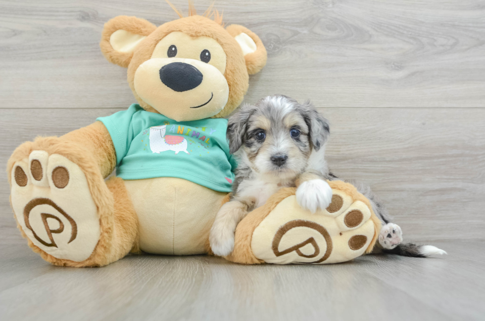 5 week old Mini Aussiedoodle Puppy For Sale - Seaside Pups