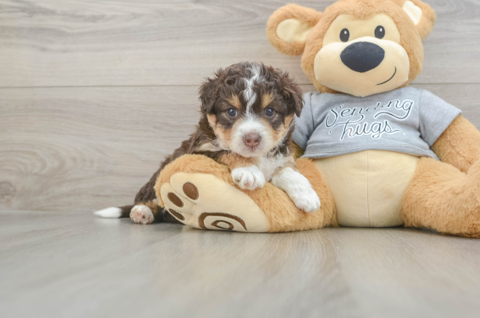 5 week old Mini Aussiedoodle Puppy For Sale - Seaside Pups