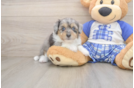 Best Mini Aussiedoodle Baby