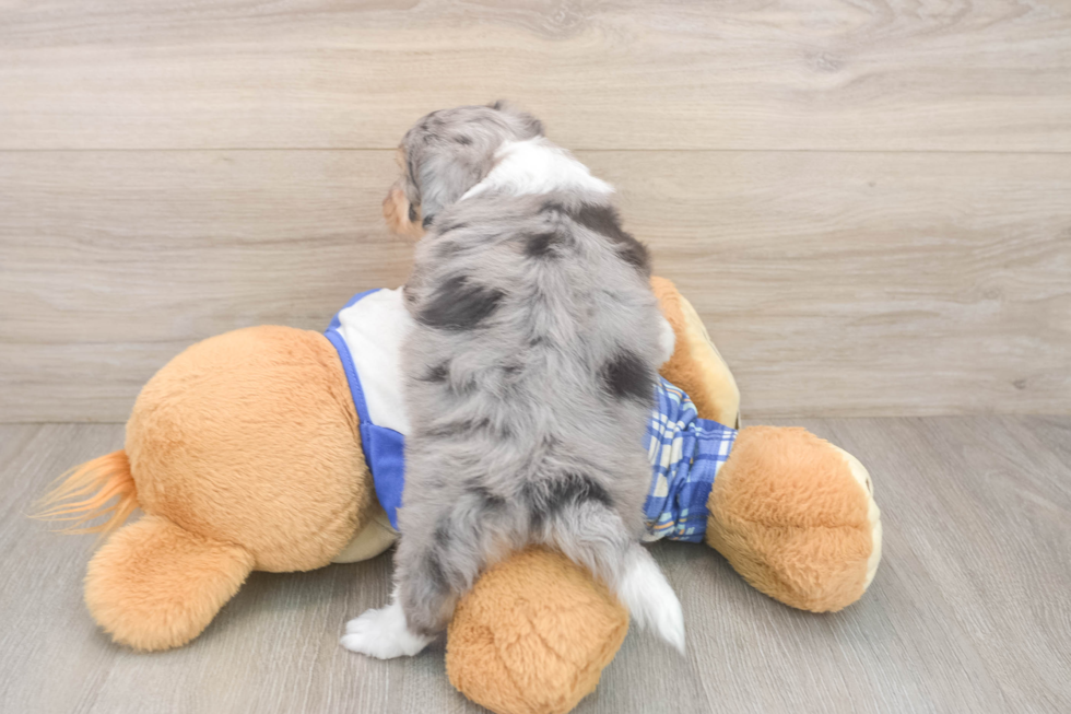 Popular Mini Aussiedoodle Poodle Mix Pup