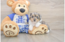 Best Mini Aussiedoodle Baby