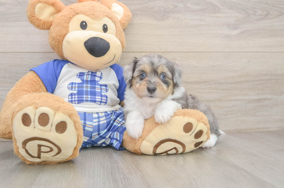 5 week old Mini Aussiedoodle Puppy For Sale - Seaside Pups