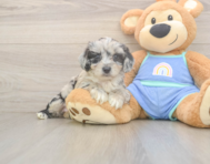 7 week old Mini Aussiedoodle Puppy For Sale - Seaside Pups